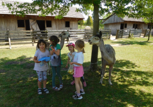 dzieci podczas karmienia zwierząt w mini zoo