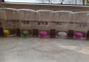 Kubki plastikowe z wodą oraz jajkami dinozaurów